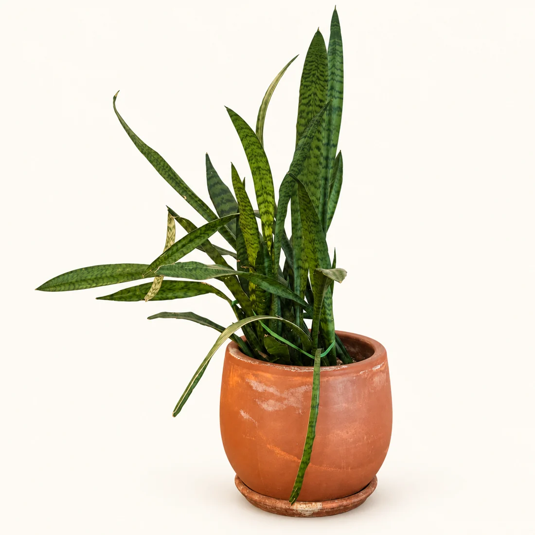 Snake Plant reference image