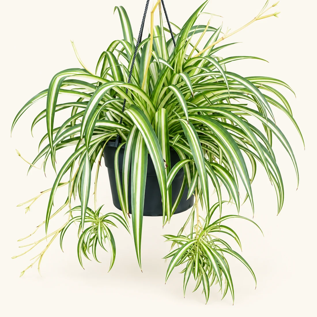 Spider Plant reference image
