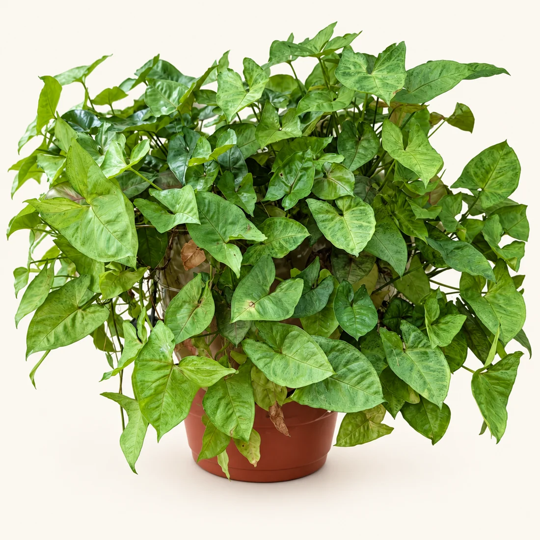 Syngonium reference image
