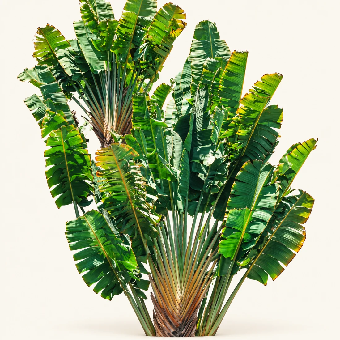 Traveller’s Palm reference image
