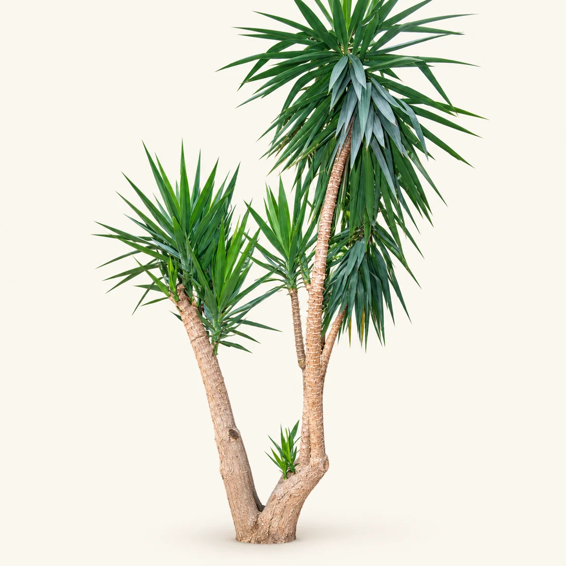 Outdoor Rental Plants reference image