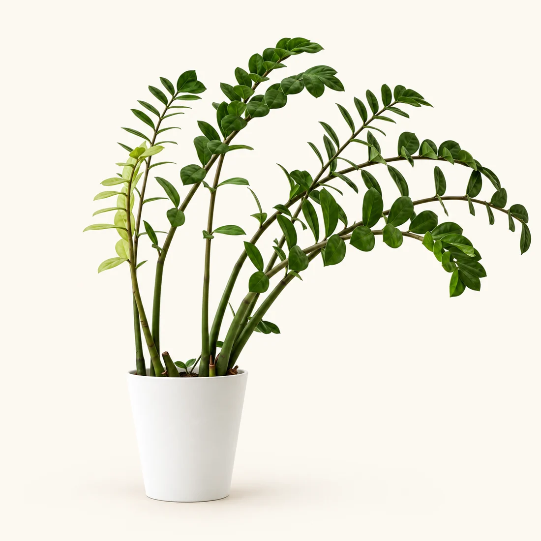 ZZ Plant reference image