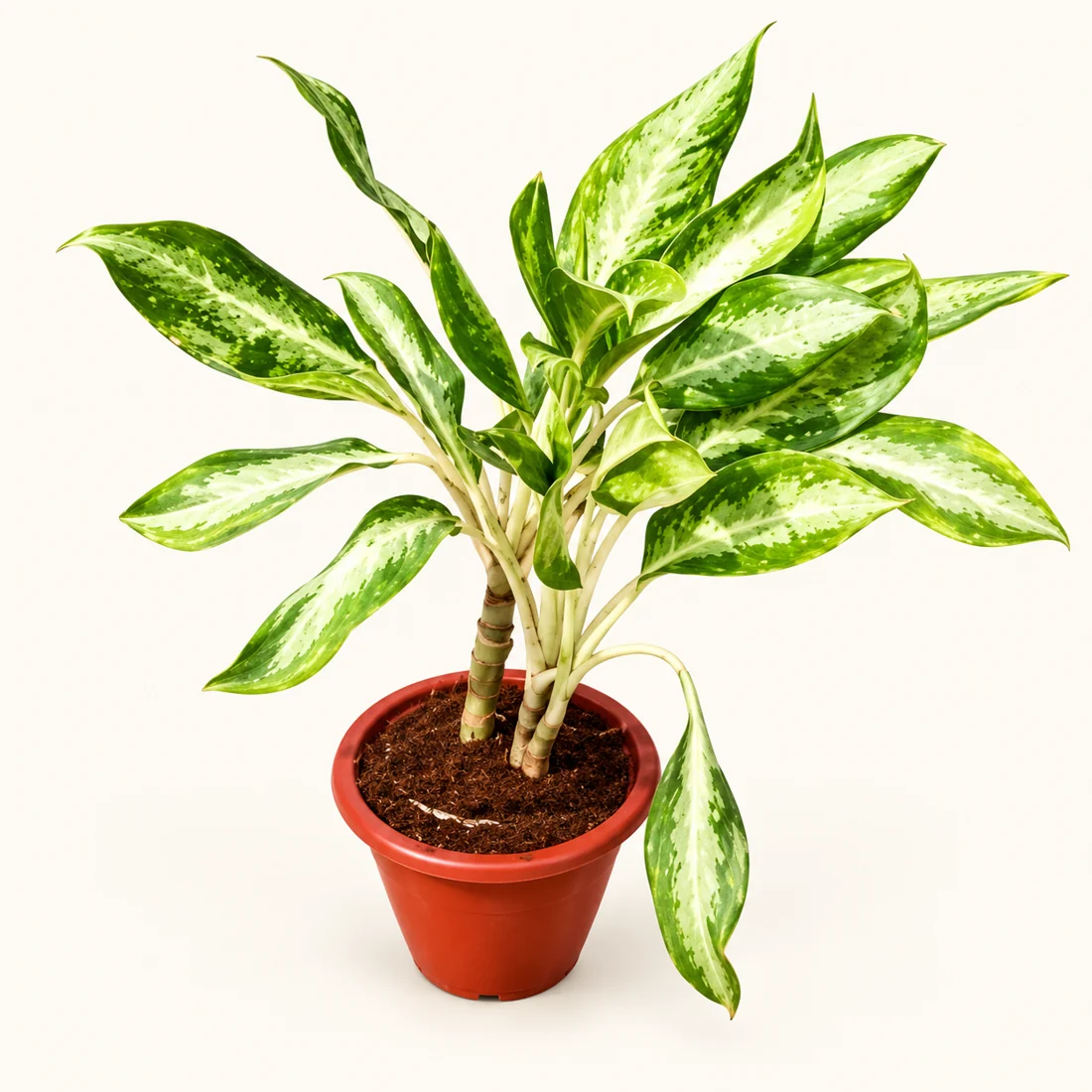 Chinese evergreen with green and cream variegated leaves in a nursery pot