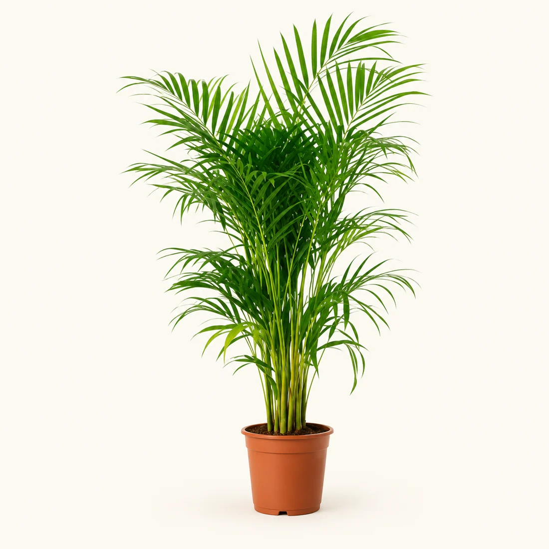 Large Statement Plants reference image