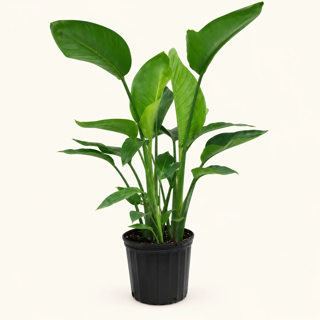 Commercial Space Plants reference image