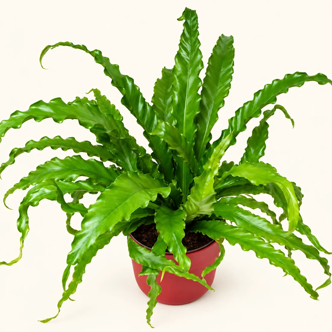 Restaurant / Café Plants reference image