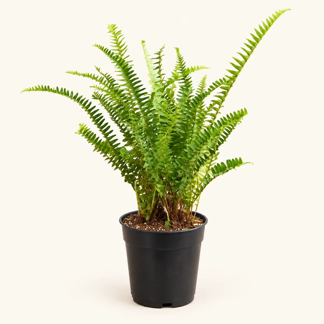 Boston fern with arching green fronds in a black nursery pot