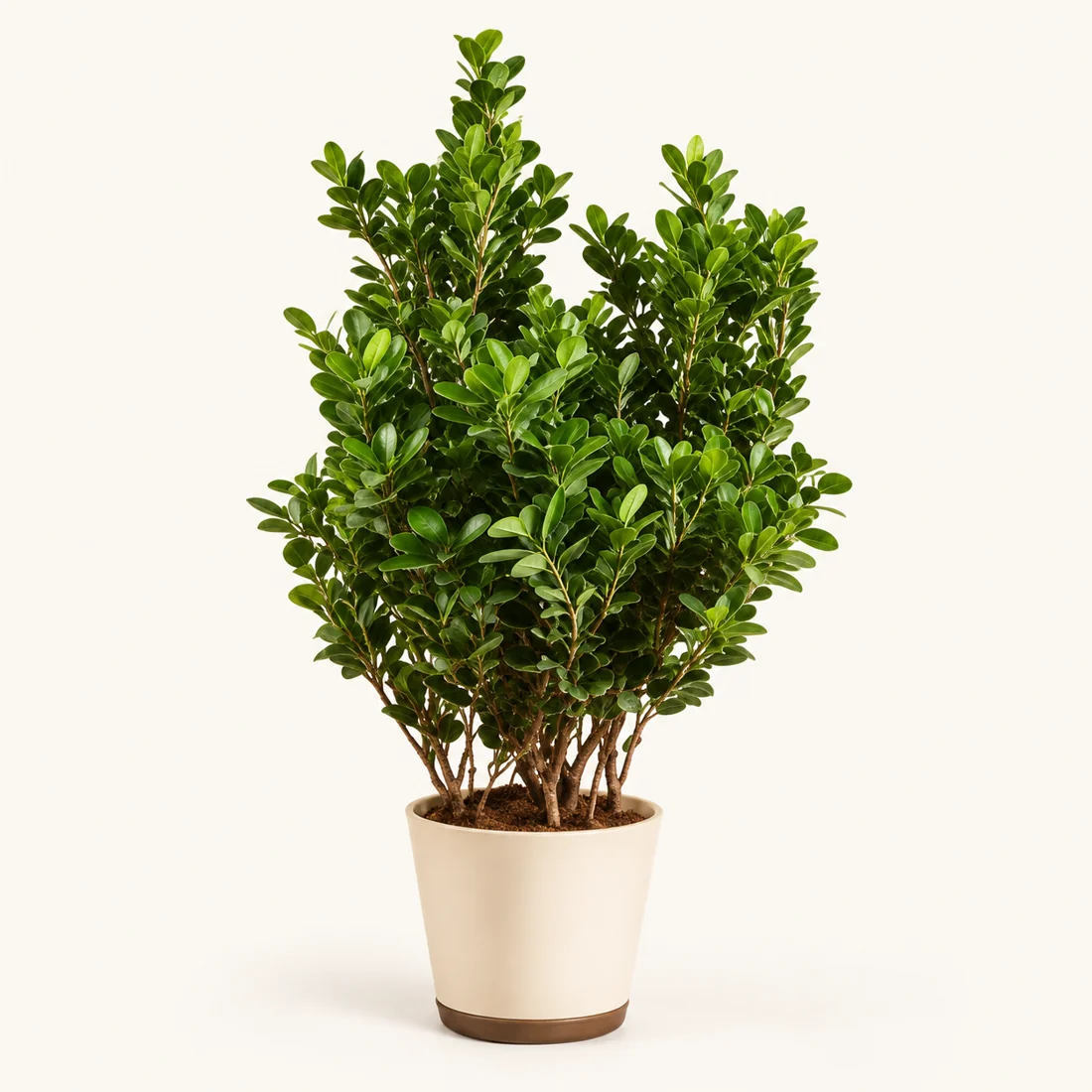 Office Plants reference image