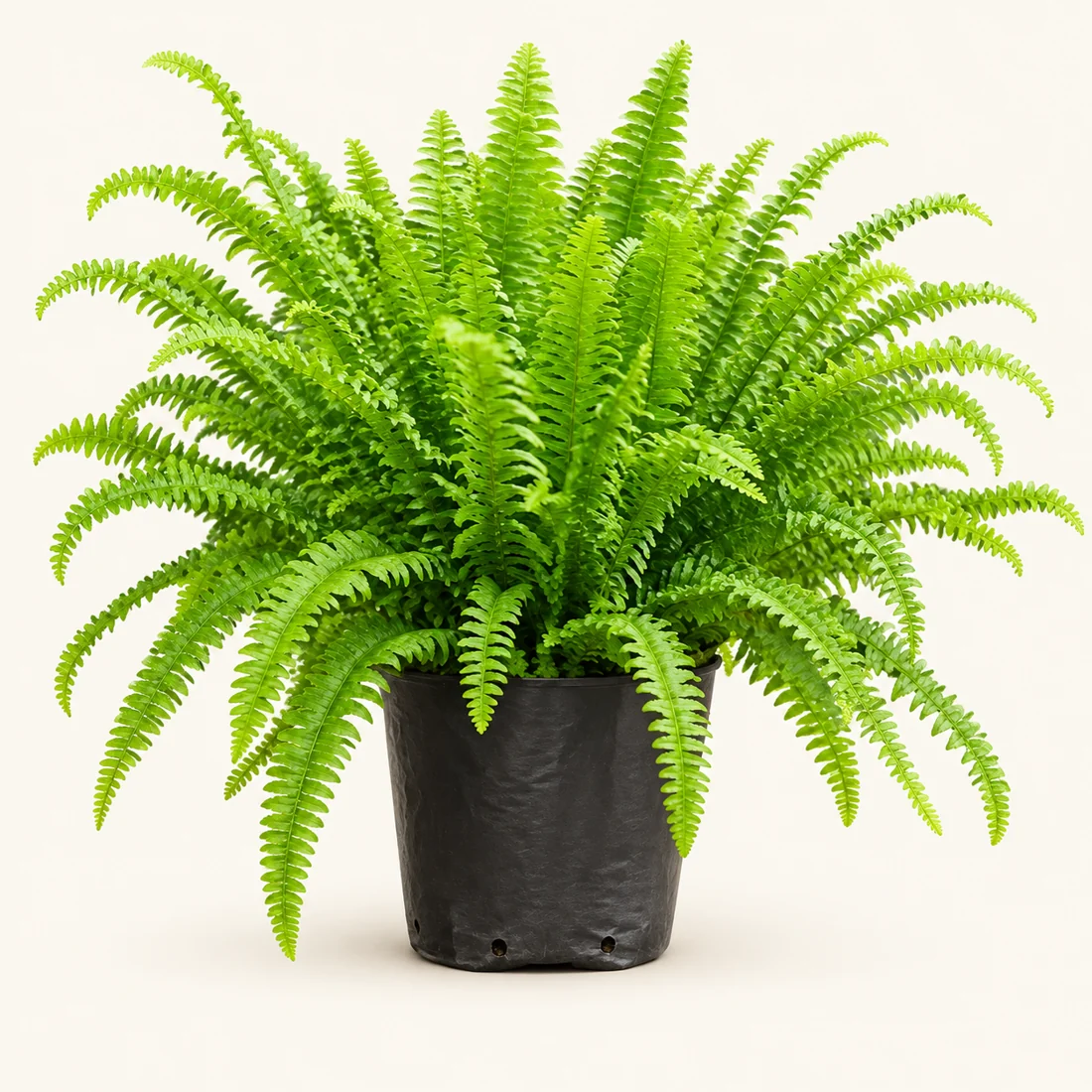 Home Plant Rentals reference image