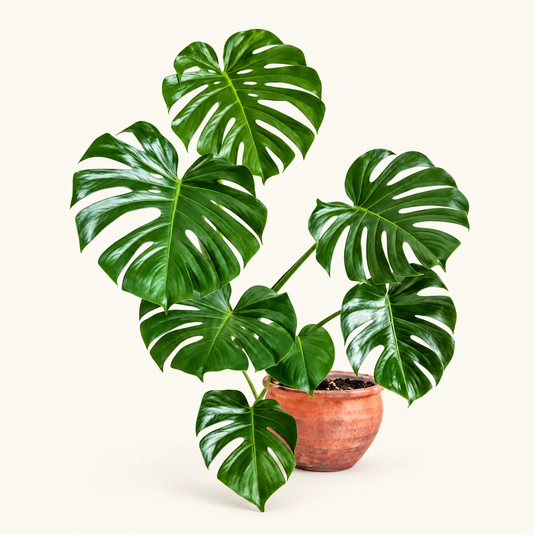 Photoshoot Plants reference image