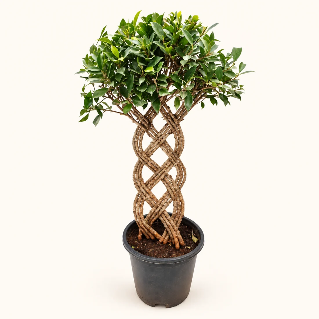 Hotel Plants reference image