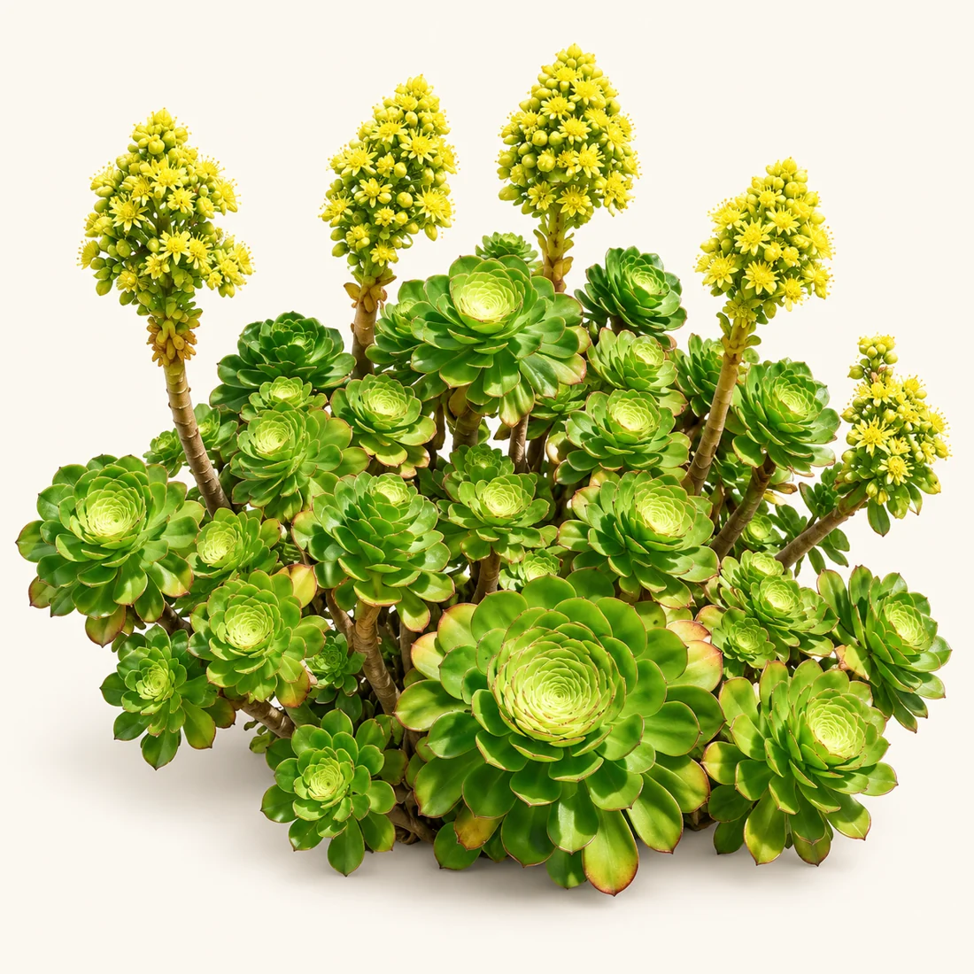 Branching rosette succulent with green leaves and yellow flowers