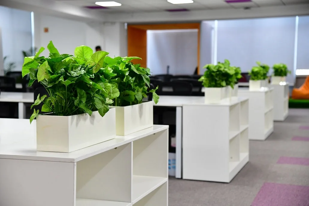 Fresh green pothos plants in white desk planters alongside office workstations.