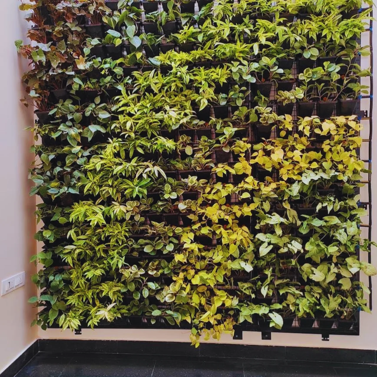 A dense green living wall with varied leaf shapes and shades.
