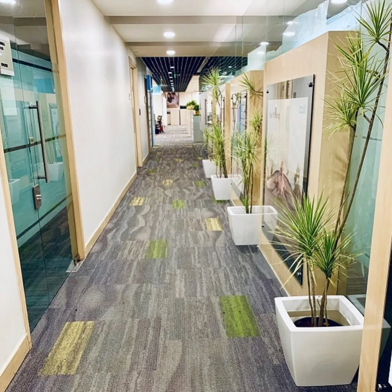 A neat line of tall plants in white planters follows an office corridor.