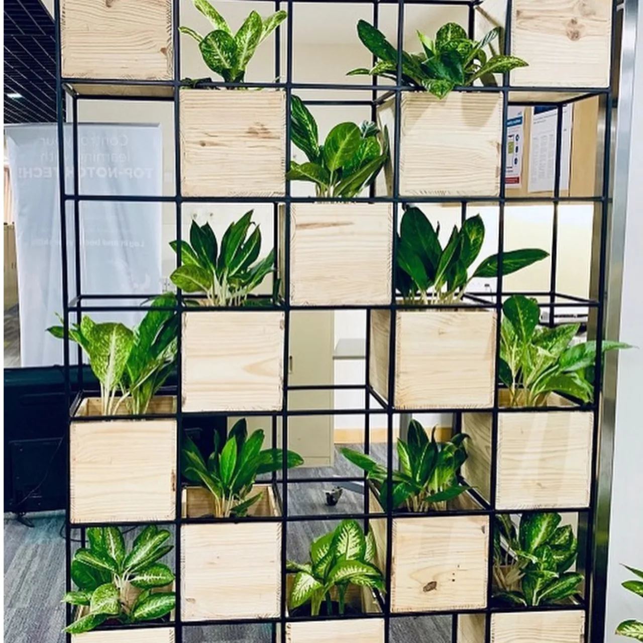 Green plants and light wooden boxes arranged in a black open room-divider frame.