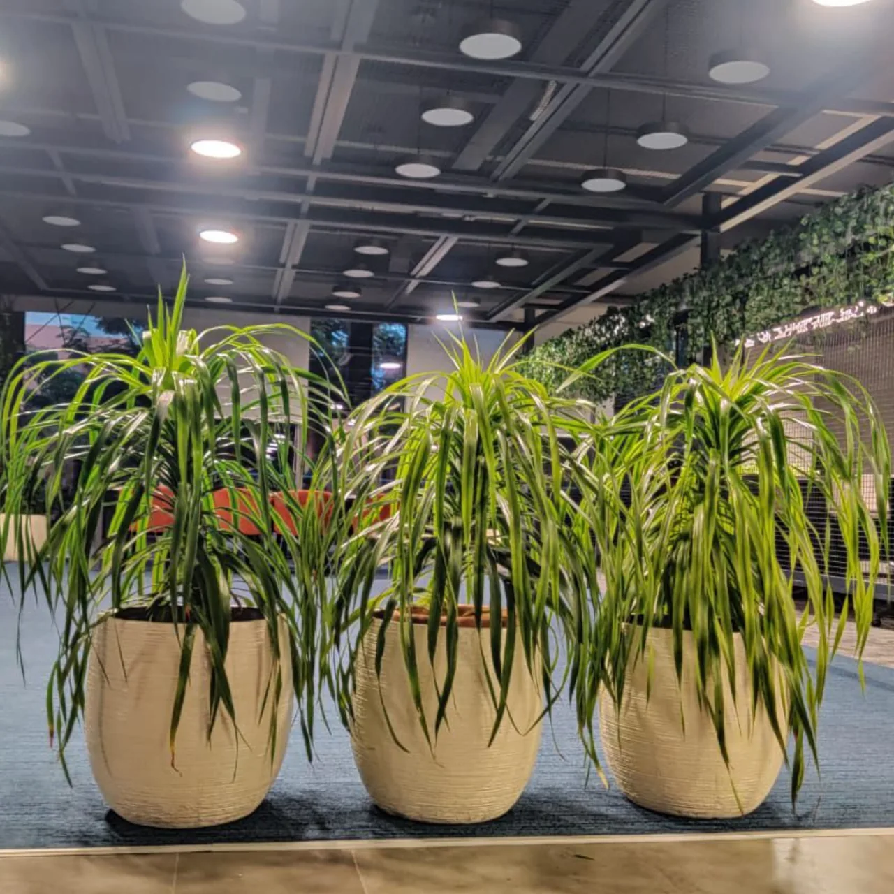 Tall dracaena plants in cream planters define an open workplace lounge.