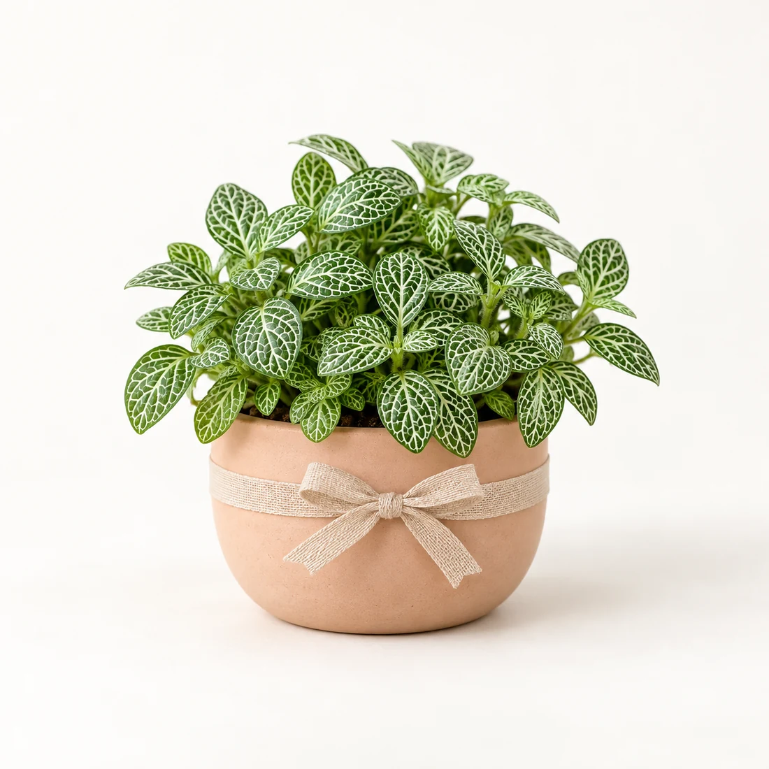 Desk Plant Gifts reference image