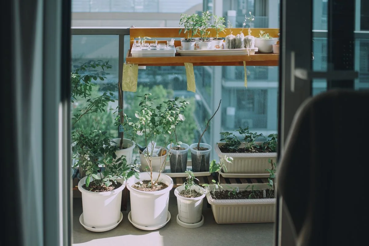 Apartment balcony with a container garden